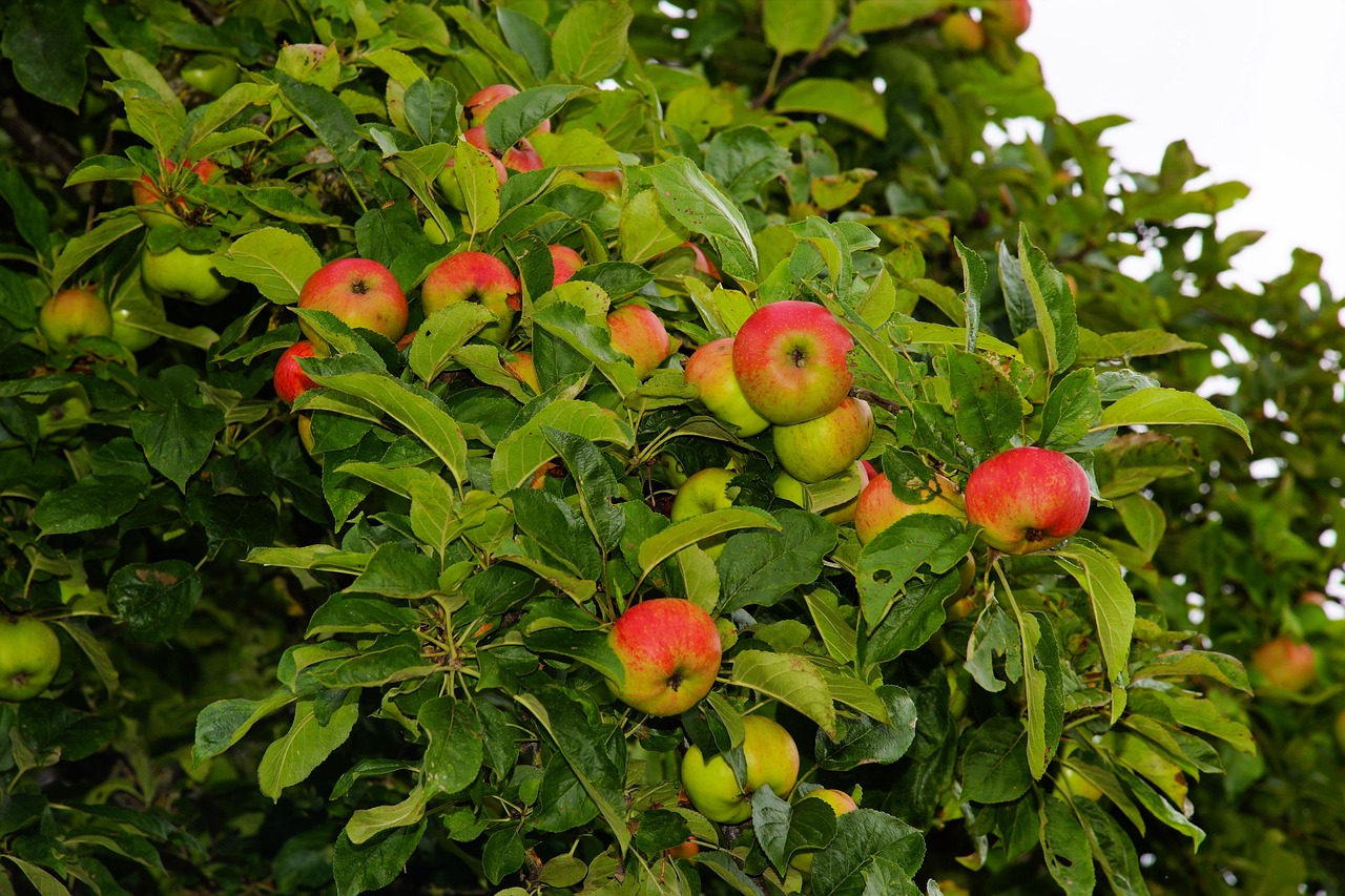 apple tree, apples, fruit-1593216.jpg